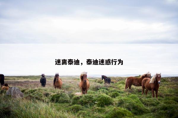 迷离泰迪，泰迪迷惑行为