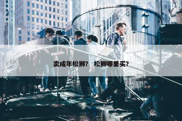 卖成年松狮？ 松狮哪里买？