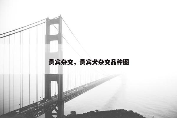 贵宾杂交，贵宾犬杂交品种图