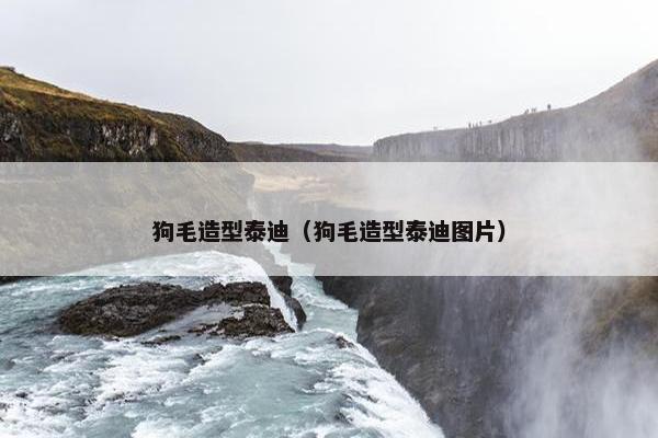 狗毛造型泰迪（狗毛造型泰迪图片）