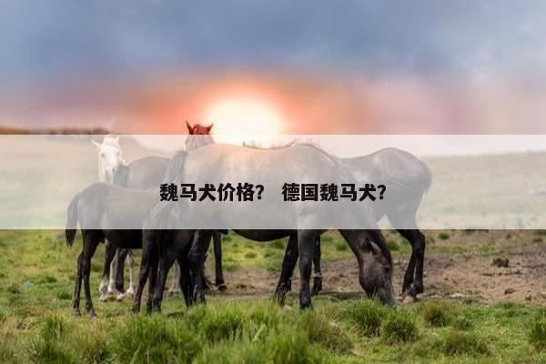 魏马犬价格？ 德国魏马犬？