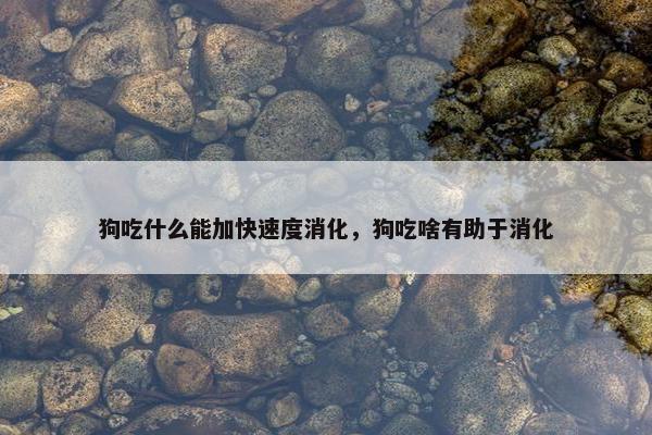 狗吃什么能加快速度消化，狗吃啥有助于消化