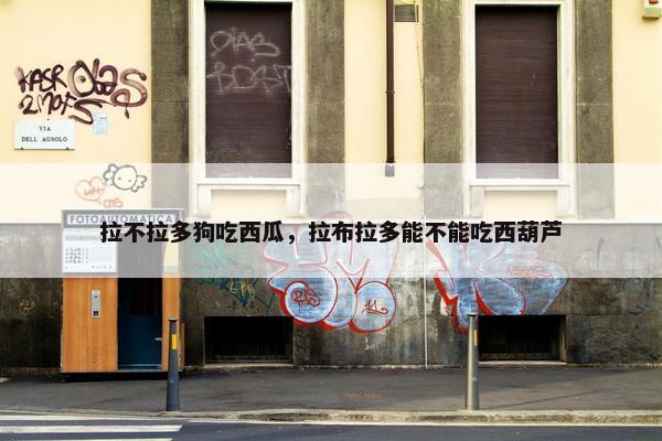 拉不拉多狗吃西瓜，拉布拉多能不能吃西葫芦