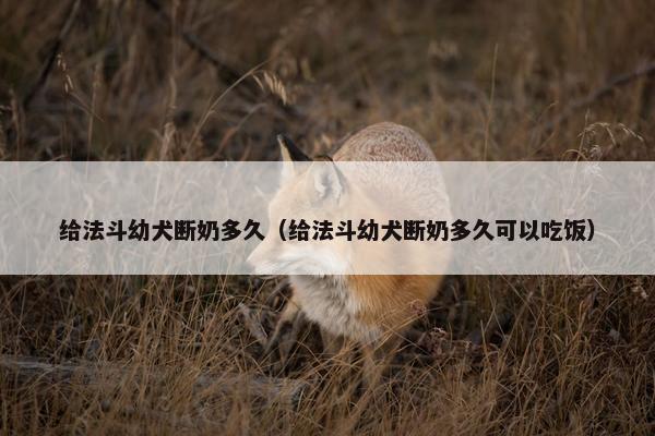 给法斗幼犬断奶多久（给法斗幼犬断奶多久可以吃饭）