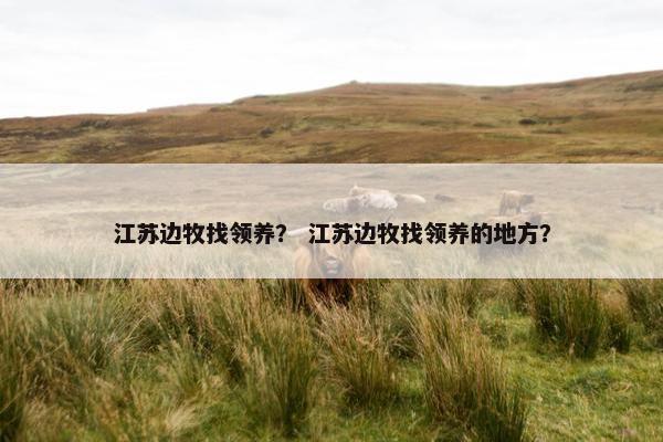 江苏边牧找领养？ 江苏边牧找领养的地方？