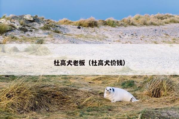 杜高犬老板（杜高犬价钱）