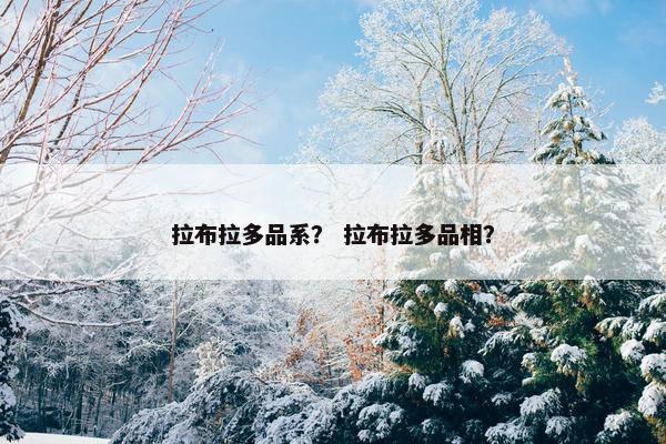 拉布拉多品系？ 拉布拉多品相？