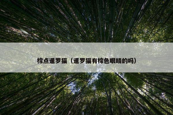 棕点暹罗猫（暹罗猫有棕色眼睛的吗）