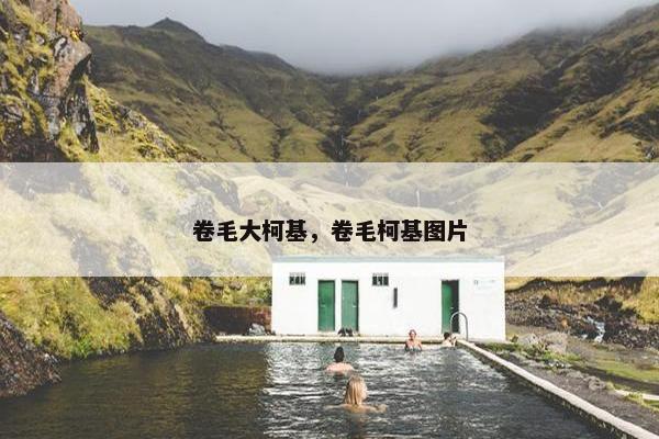 卷毛大柯基，卷毛柯基图片