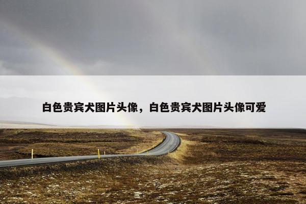 白色贵宾犬图片头像，白色贵宾犬图片头像可爱