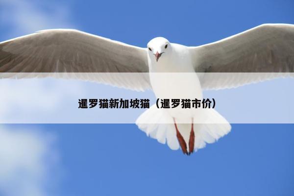 暹罗猫新加坡猫（暹罗猫市价）