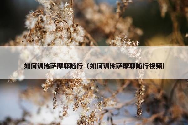 如何训练萨摩耶随行（如何训练萨摩耶随行视频）