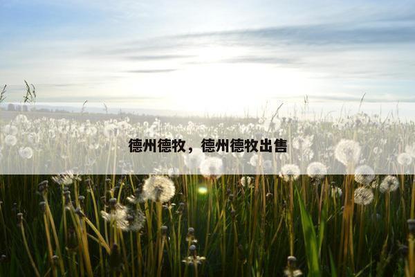 德州德牧，德州德牧出售