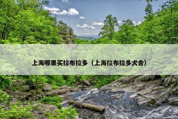 上海哪里买拉布拉多（上海拉布拉多犬舍）