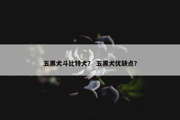 五黑犬斗比特犬？ 五黑犬优缺点？