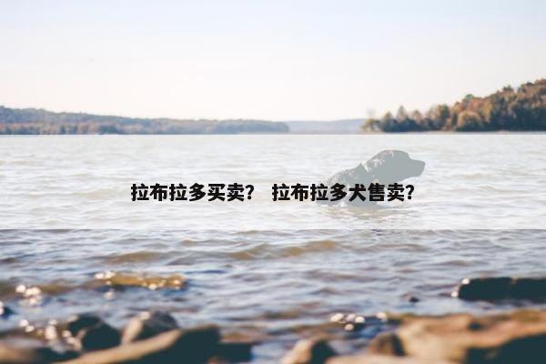 拉布拉多买卖？ 拉布拉多犬售卖？