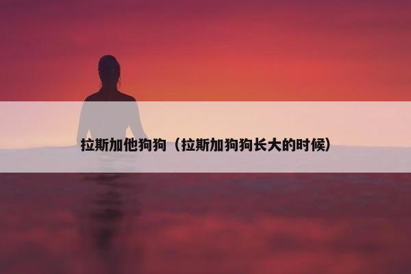 拉斯加他狗狗（拉斯加狗狗长大的时候）