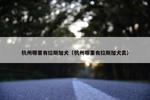 杭州哪里有拉斯加犬（杭州哪里有拉斯加犬卖）