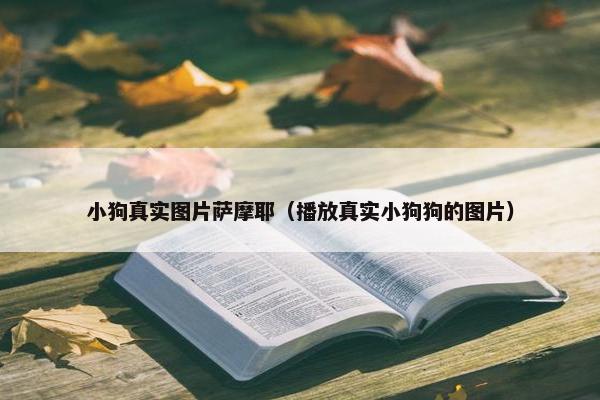 小狗真实图片萨摩耶（播放真实小狗狗的图片）