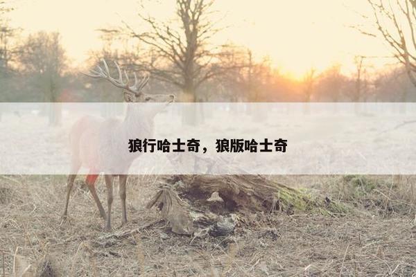 狼行哈士奇，狼版哈士奇