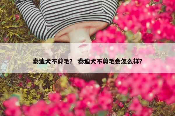 泰迪犬不剪毛？ 泰迪犬不剪毛会怎么样？