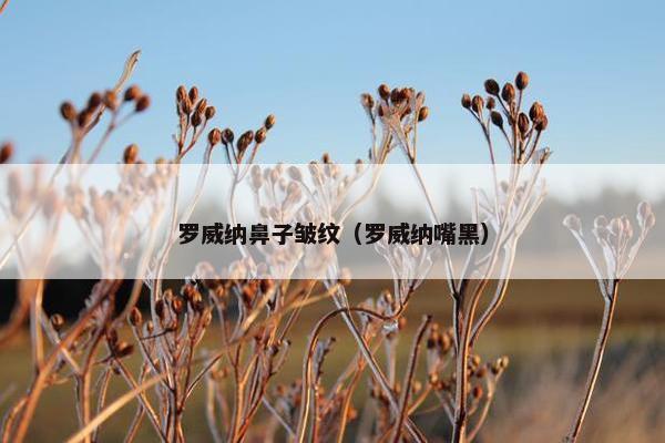 罗威纳鼻子皱纹（罗威纳嘴黑）