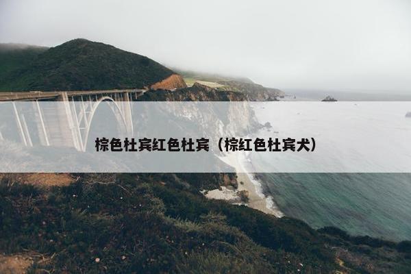 棕色杜宾红色杜宾（棕红色杜宾犬）