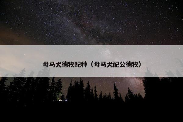 母马犬德牧配种（母马犬配公德牧）