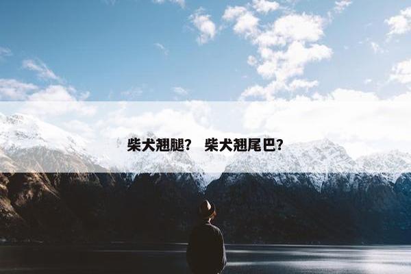 柴犬翘腿？ 柴犬翘尾巴？