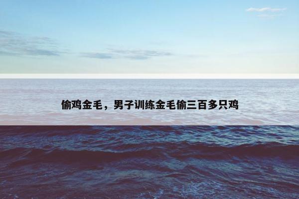 偷鸡金毛，男子训练金毛偷三百多只鸡