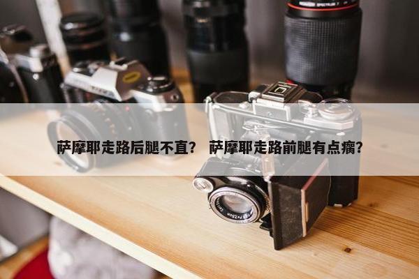 萨摩耶走路后腿不直？ 萨摩耶走路前腿有点瘸？