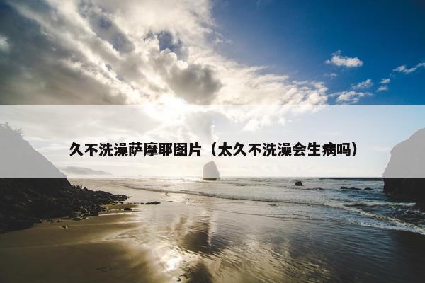 久不洗澡萨摩耶图片（太久不洗澡会生病吗）