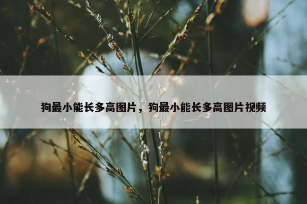 狗最小能长多高图片，狗最小能长多高图片视频