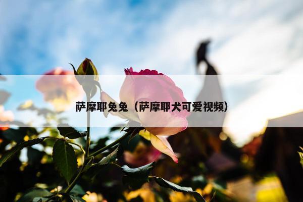 萨摩耶兔兔（萨摩耶犬可爱视频）