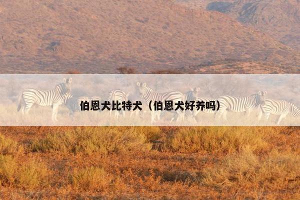 伯恩犬比特犬（伯恩犬好养吗）