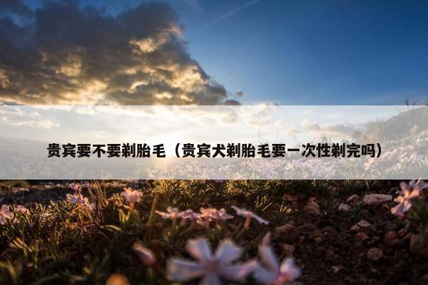 贵宾要不要剃胎毛（贵宾犬剃胎毛要一次性剃完吗）