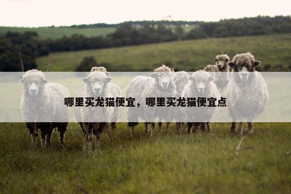 哪里买龙猫便宜，哪里买龙猫便宜点