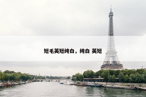短毛英短纯白，纯白 英短