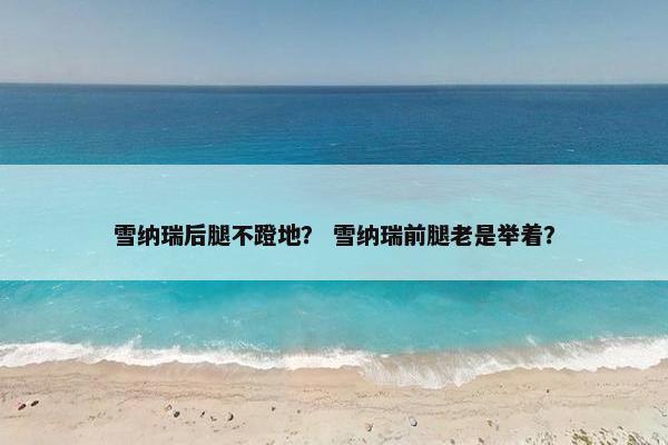 雪纳瑞后腿不蹬地？ 雪纳瑞前腿老是举着？
