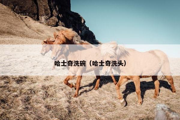 哈士奇洗碗（哈士奇洗头）