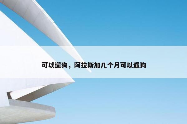 可以遛狗，阿拉斯加几个月可以遛狗