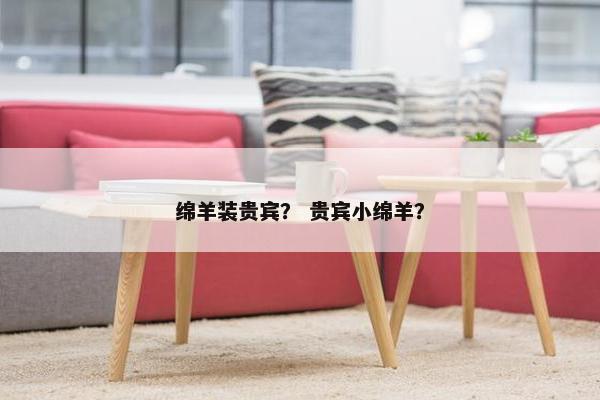 绵羊装贵宾？ 贵宾小绵羊？