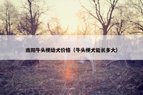 南阳牛头梗幼犬价格（牛头梗犬能长多大）