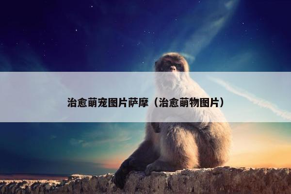 治愈萌宠图片萨摩（治愈萌物图片）
