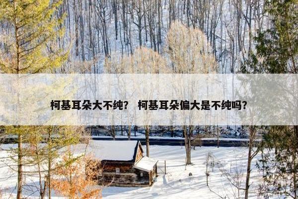 柯基耳朵大不纯？ 柯基耳朵偏大是不纯吗？