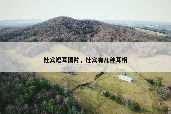杜宾短耳图片，杜宾有几种耳相