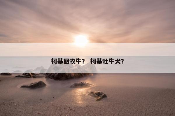 柯基图牧牛？ 柯基牡牛犬？