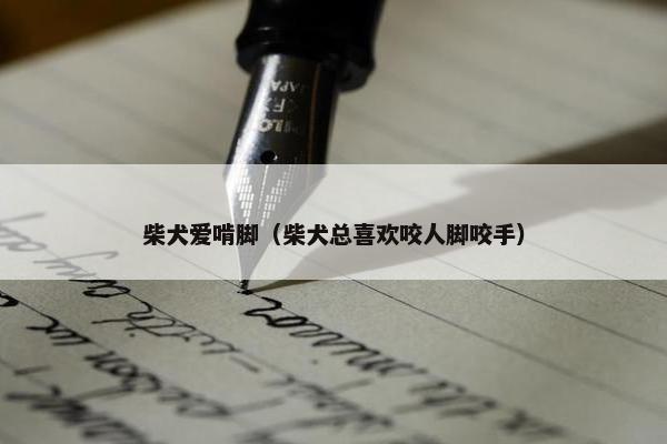 柴犬爱啃脚（柴犬总喜欢咬人脚咬手）