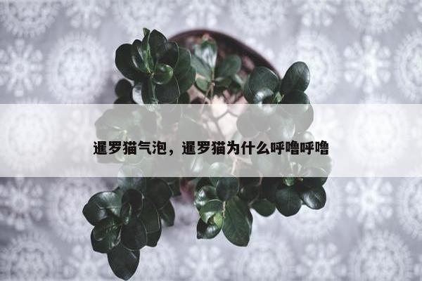 暹罗猫气泡，暹罗猫为什么呼噜呼噜