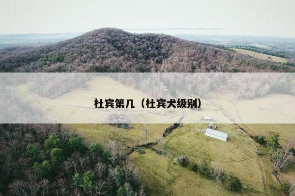 杜宾第几（杜宾犬级别）
